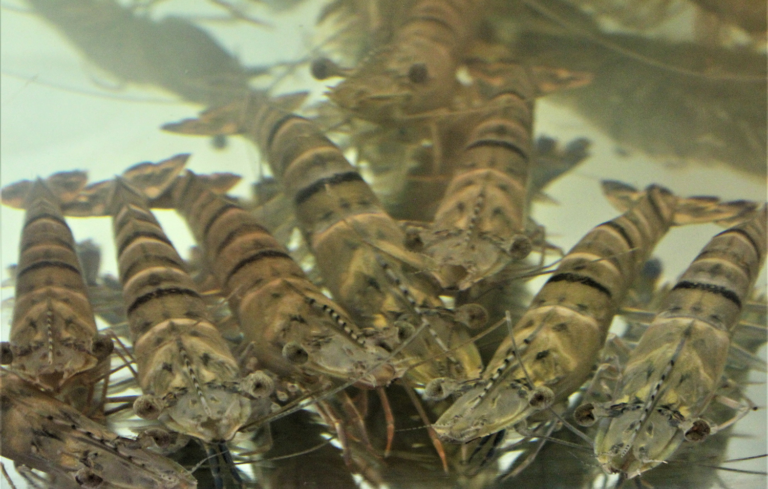 Article image for Shrimp aquaculture and competitive exclusion of pathogens