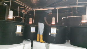 shrimp eyestalk ablation