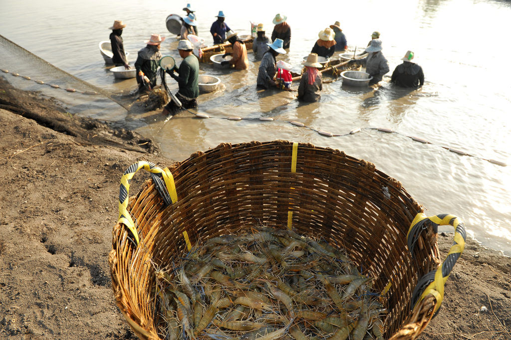 Article image for Marketplace to industry, governments: Solve shrimp diseases