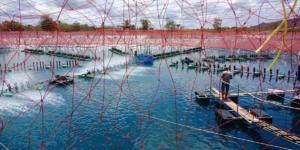 las enfermedades del camarón