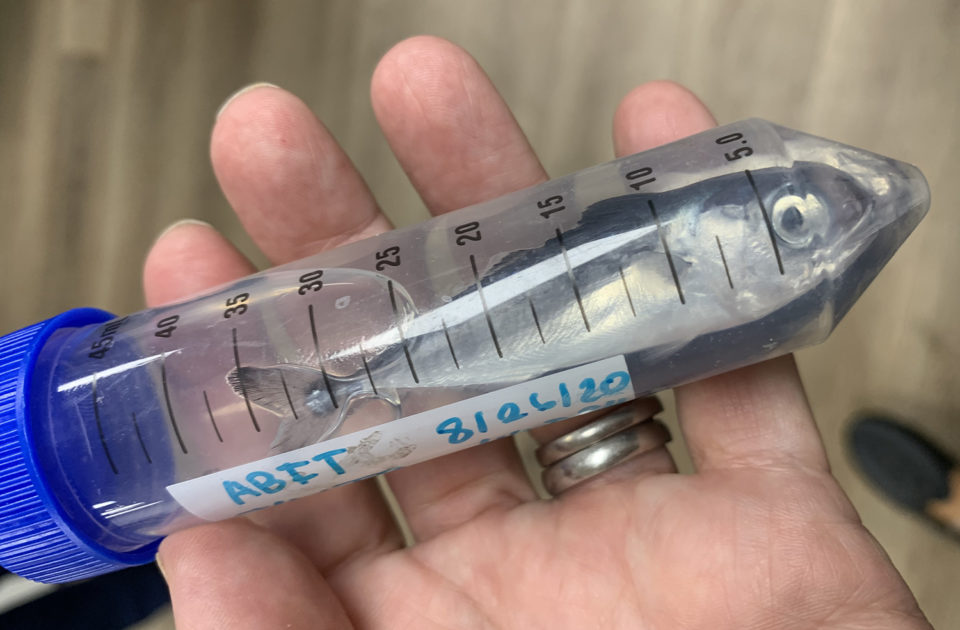 ‘Not convinced it can’t be done’ A look inside California’s new