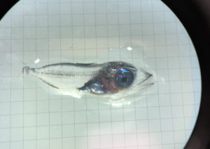 bluefin tuna hatchery