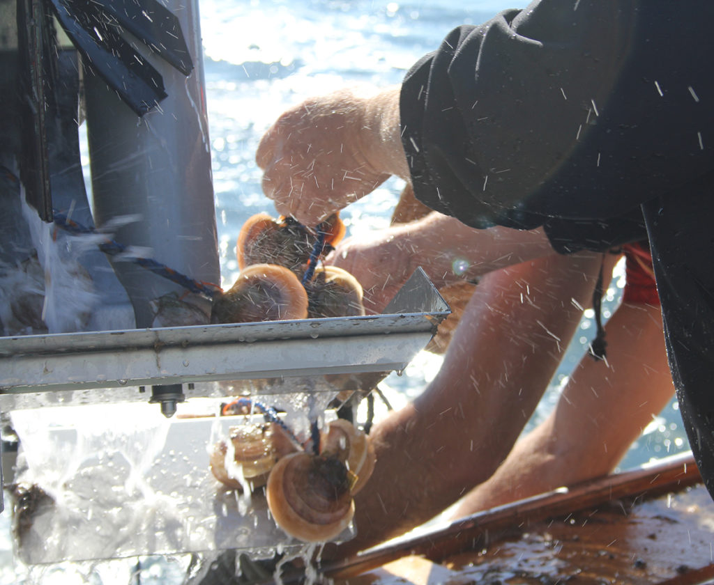 Article image for Maine shellfish farmers gaining confidence with scallops