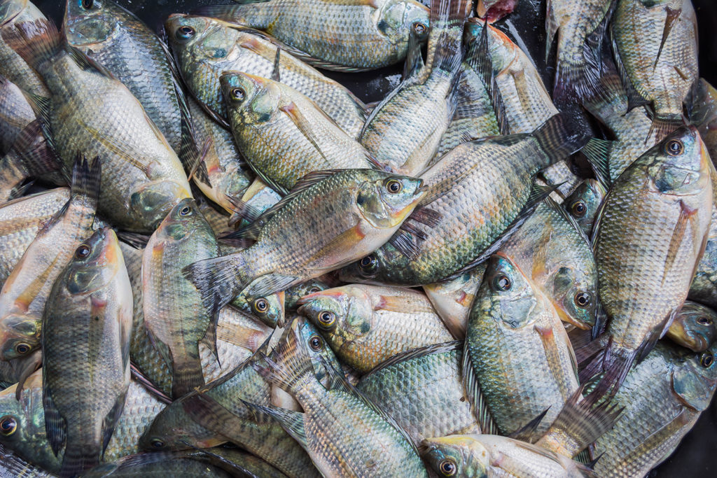 Article image for ¿Puede la acuacultura sensible a la nutrición preparar la piscicultura para el futuro?