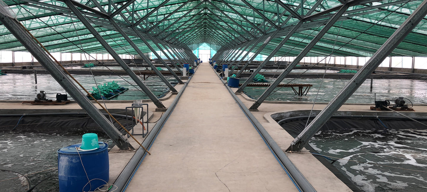 super-intensive shrimp farming