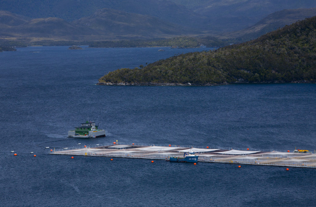 Article image for Gotta halve it: Inside the Chilean salmon industry’s efforts to slash antibiotic usage