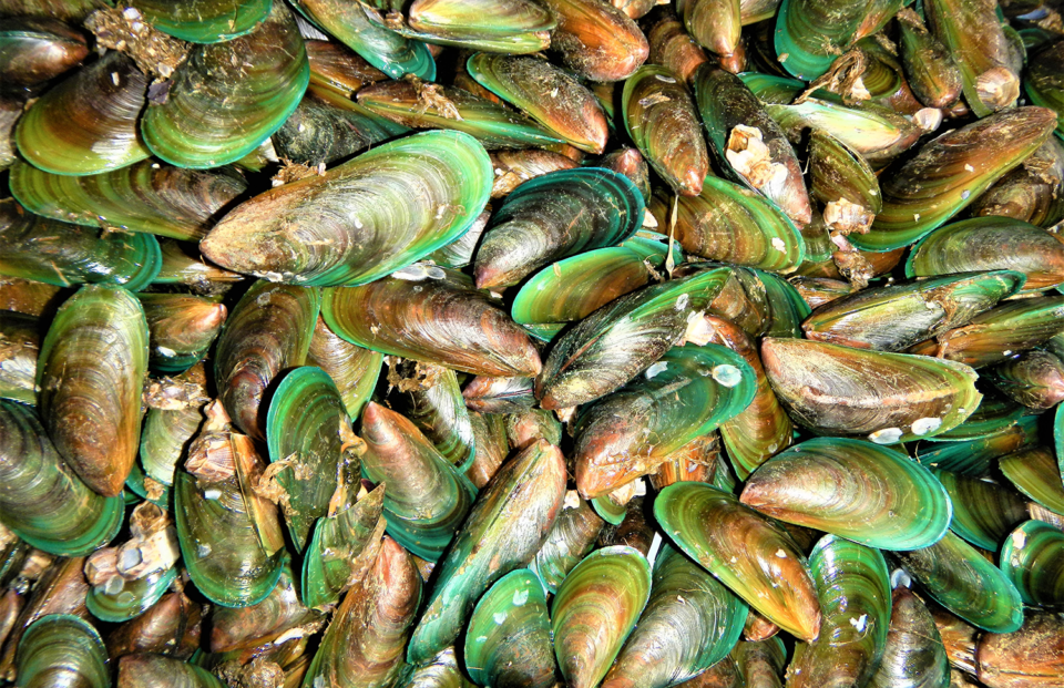 Green mussel culture using longlines and traditional stake methods in
