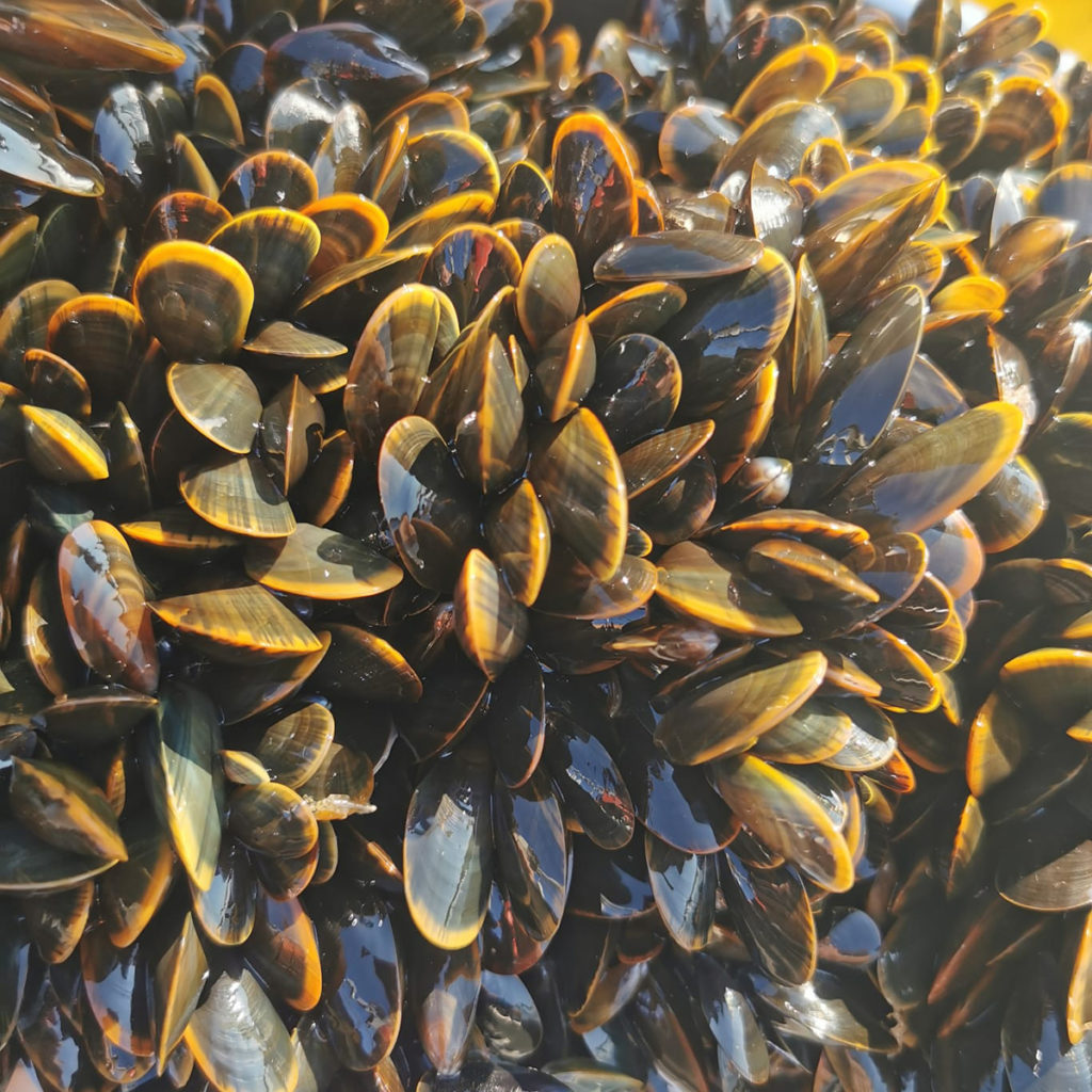 Article image for The great mussel debate: What’s wild, what’s farmed and what certification scheme fits the bill?