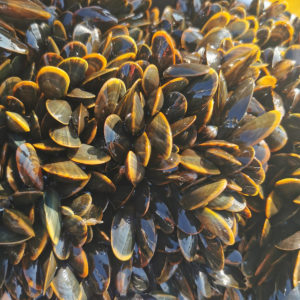 The great mussel debate: What’s wild, what’s farmed and what certification scheme fits the bill?
