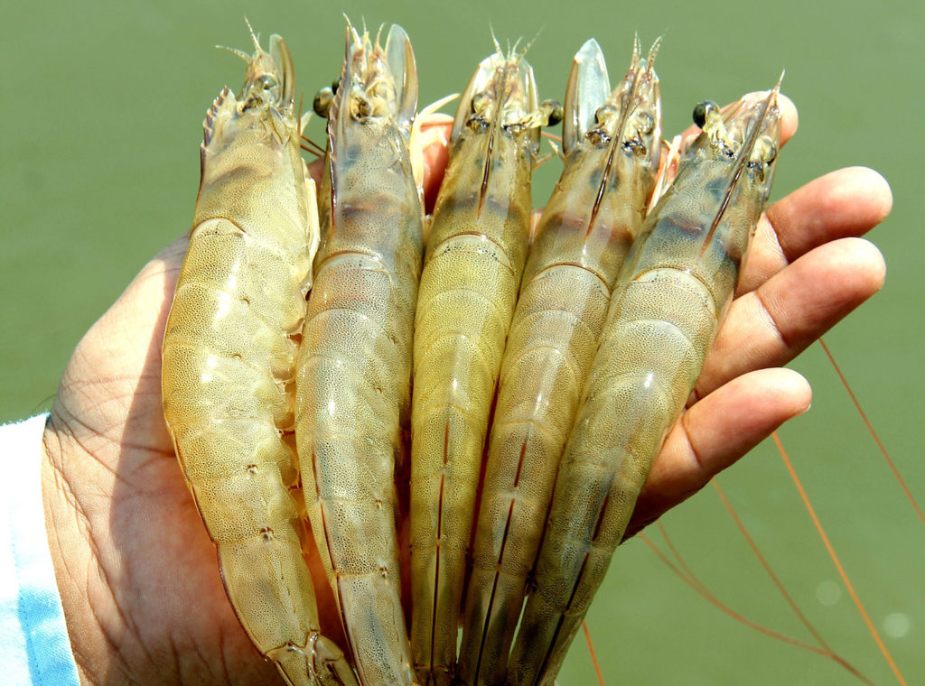 Article image for How India became the world’s top shrimp producer