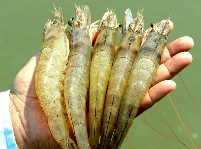 Article image for How India became the world’s top shrimp producer