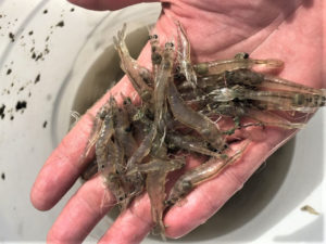 Pacific white shrimp responses to temperature fluctuations at low salinity