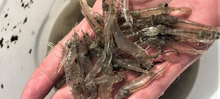 fluctuaciones de temperatura