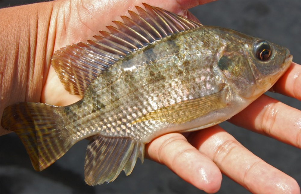 Article image for Productive performance of Nile tilapia juveniles in water reused from biofloc systems