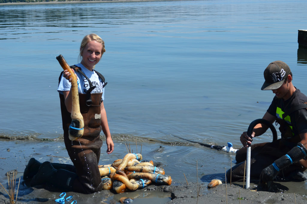 Article image for Pandemic persists and Pacific NW shellfish sector digs in