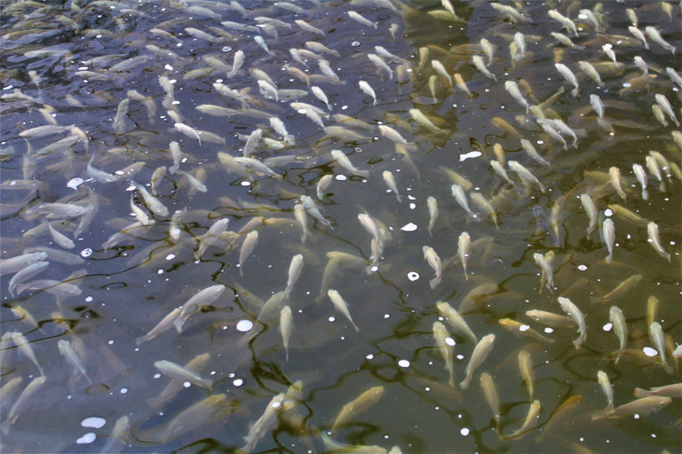 Article image for Effect of dietary non-starch polysaccharides on tilapia productivity in ponds