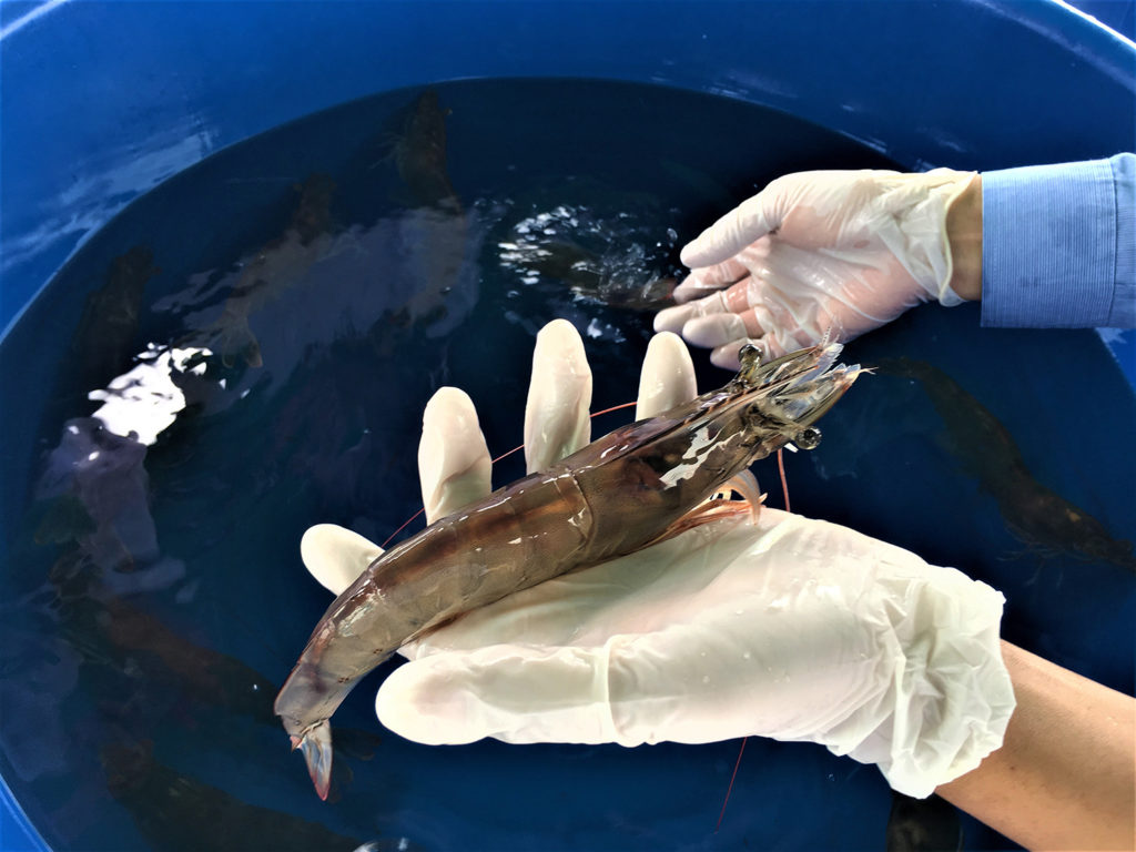 Article image for Genotipado de ADN combinado con el método 2b-RAD para camarón blanco del Pacífico