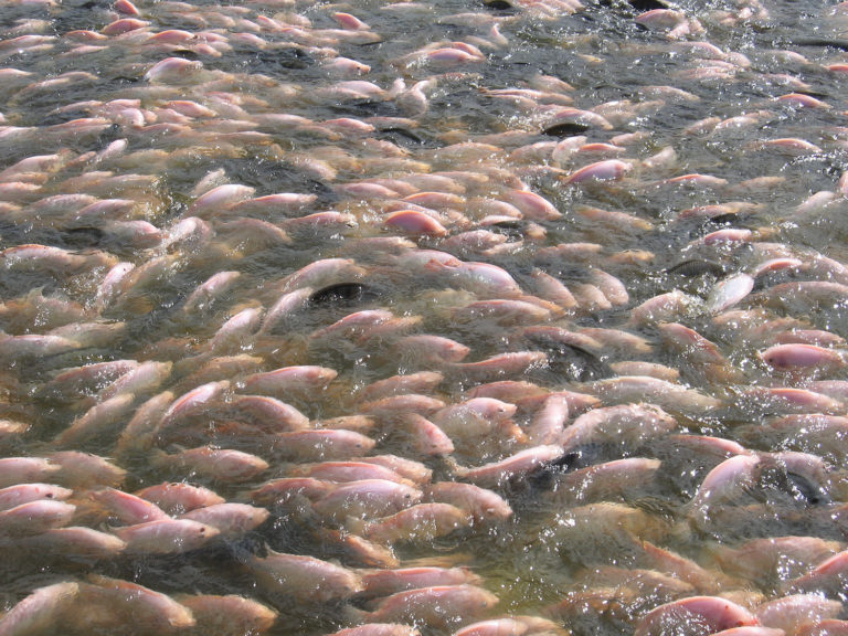 Article image for Nonintrusive methods for fish biomass estimation in aquaculture, part 2