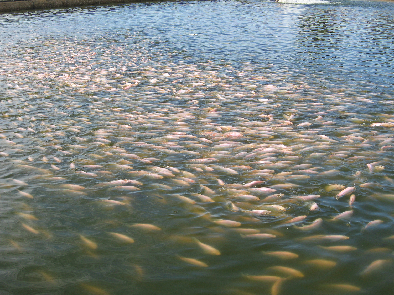 Nonintrusive methods for fish biomass estimation in aquaculture, part 2 ...
