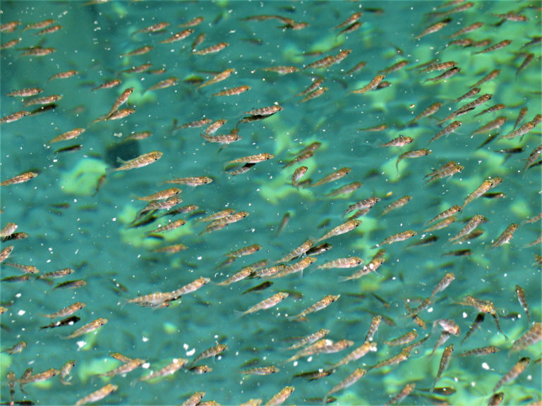 Article image for Nonintrusive methods for fish biomass estimation in aquaculture, part 1