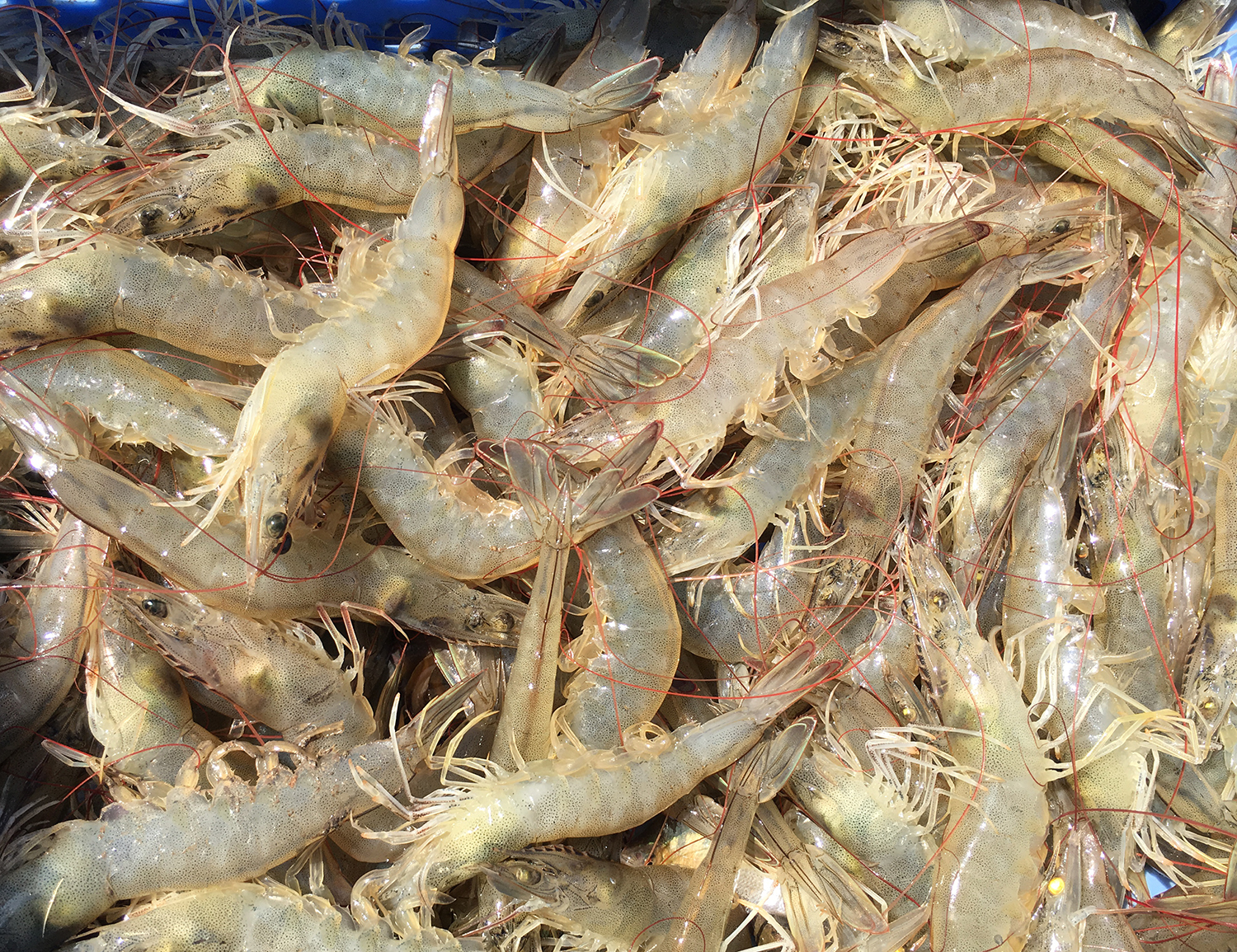 Environment, bacterial community dynamics and white feces disease ...