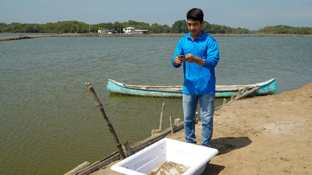 Article image for Shrimp farmers in Ecuador tap an app to seal a better deal