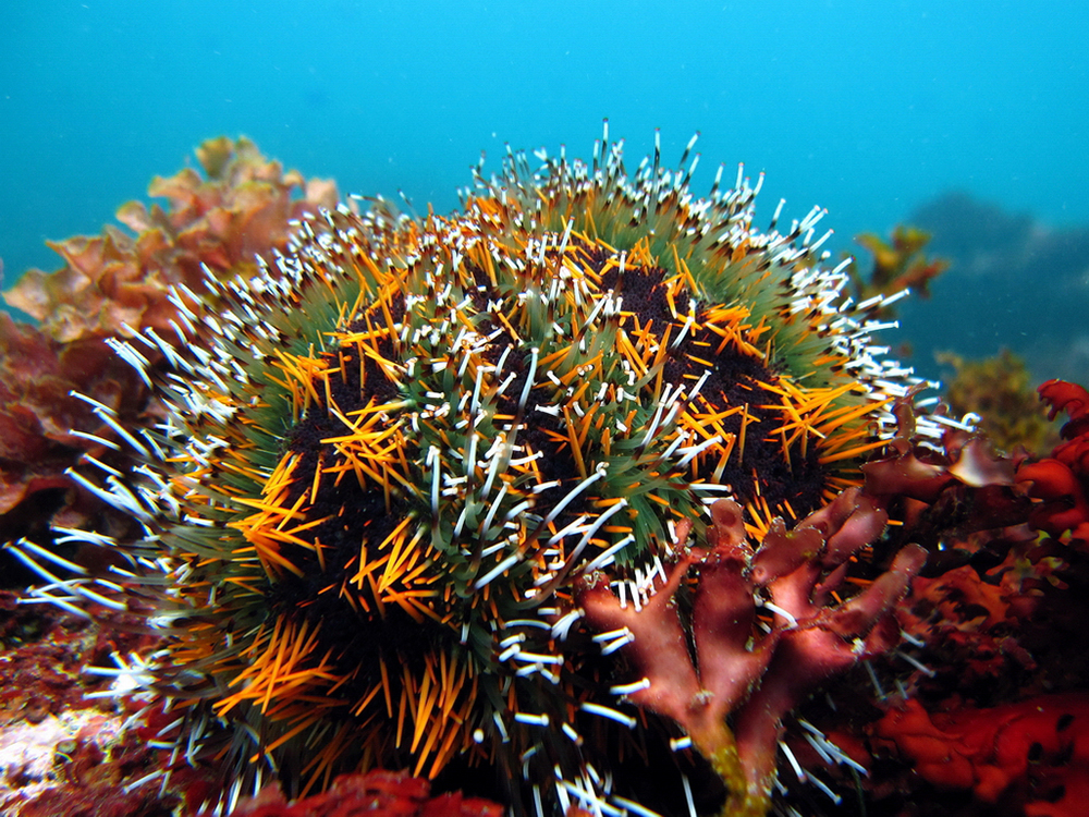 Article image for Evaluating seaweed, formulated diet on growth, gonad quality of sea urchins