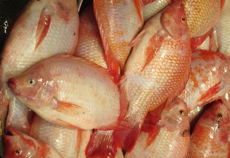 Article image for Comparing microalgae-blend diets to reference diet for Nile tilapia