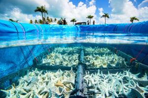 coral reef restoration
