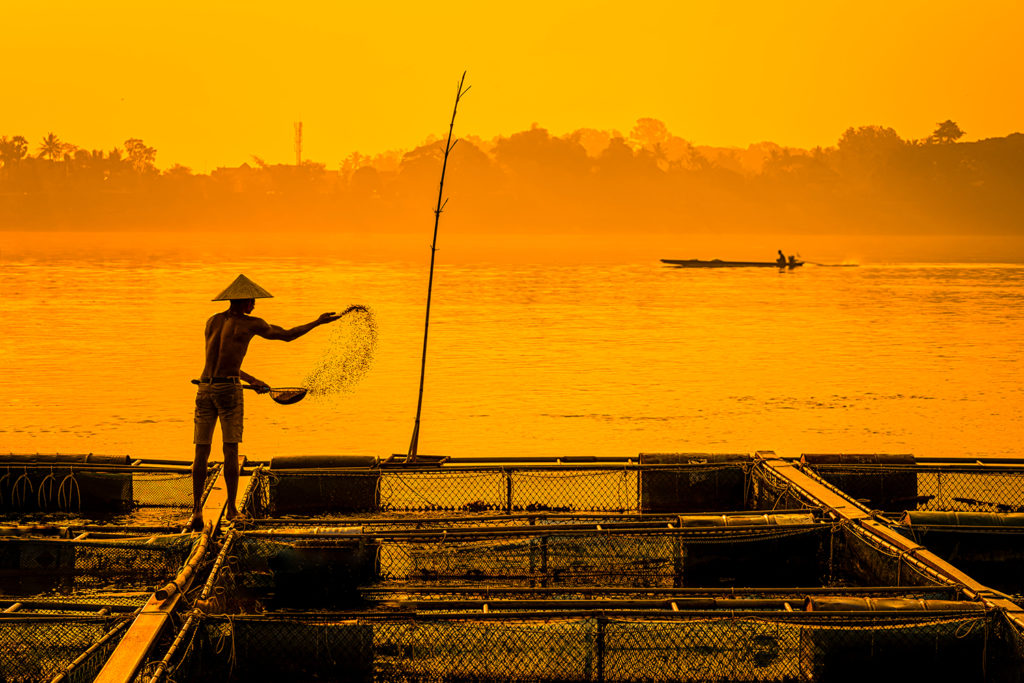 Article image for Israeli firms developing oral medicines for shrimp and finfish aquaculture