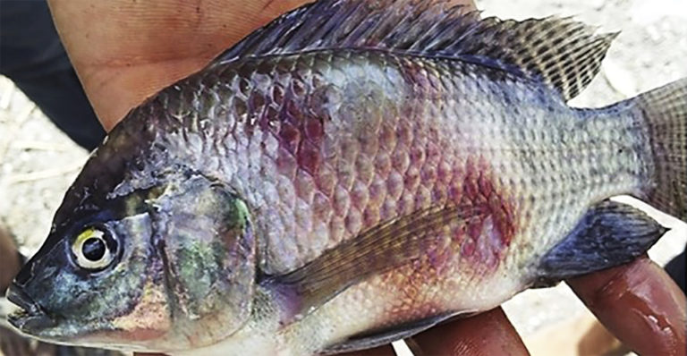 Article image for Key risk factors, farming practices and economic losses associated with tilapia mortality in Egypt