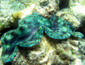 restorative shellfish mariculture