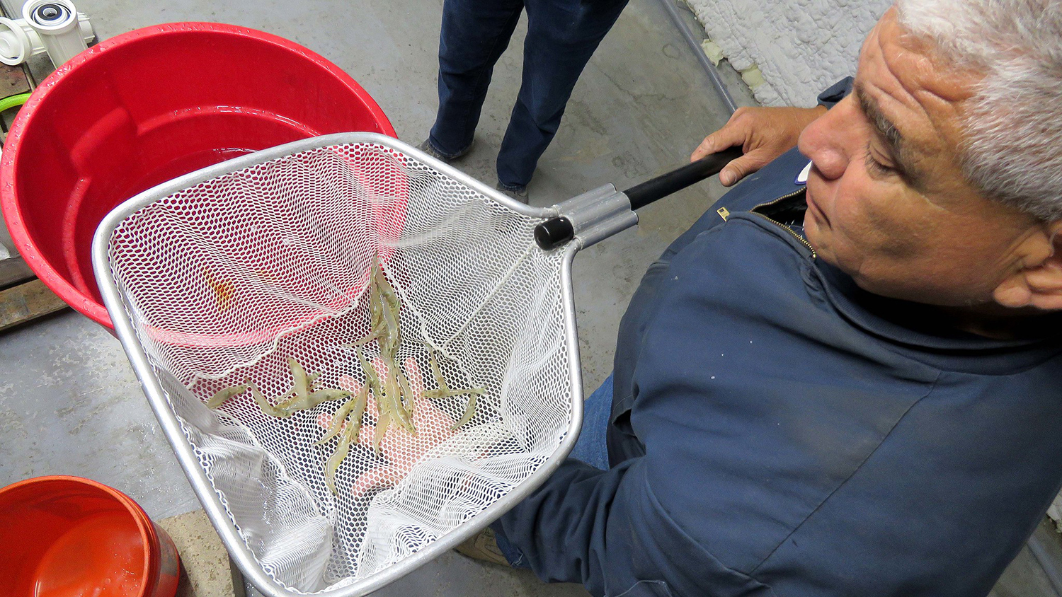 RAS shrimp producer may have found its field of dreams - Responsible  Seafood Advocate