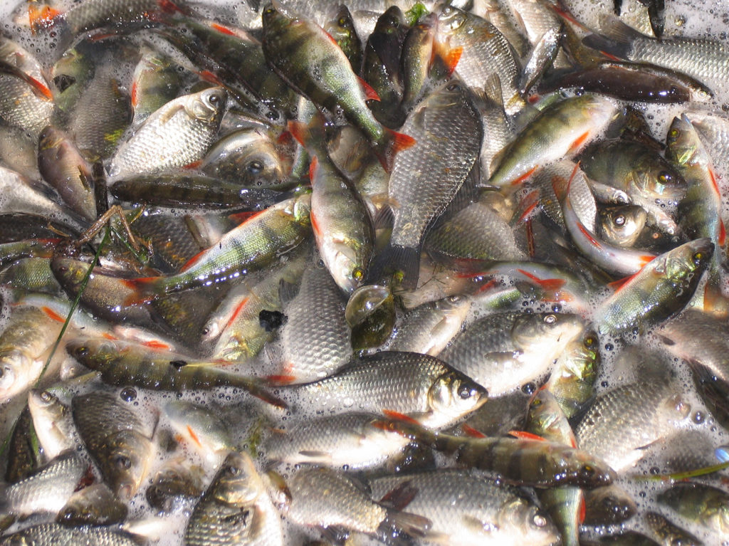 Article image for Global trends in antimicrobial use in aquaculture