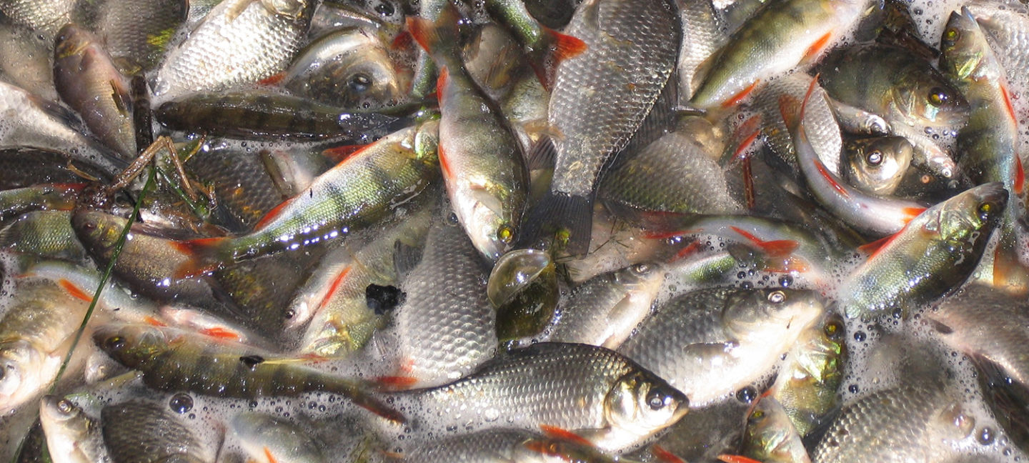 antimicrobianos