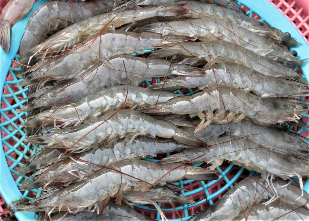 Article image for Análisis bio-económico del cultivo cerrado super-intensivo de camarón en Japón