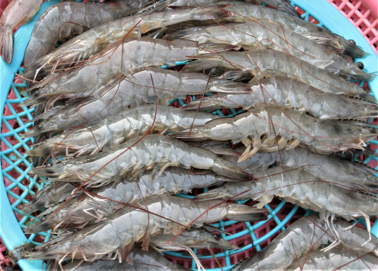 Article image for Bio-economic analysis of super-intensive closed shrimp farming in Japan