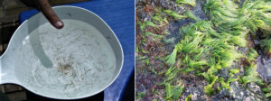Use of a filamentous green alga and a microsnail as feed for black tiger shrimp