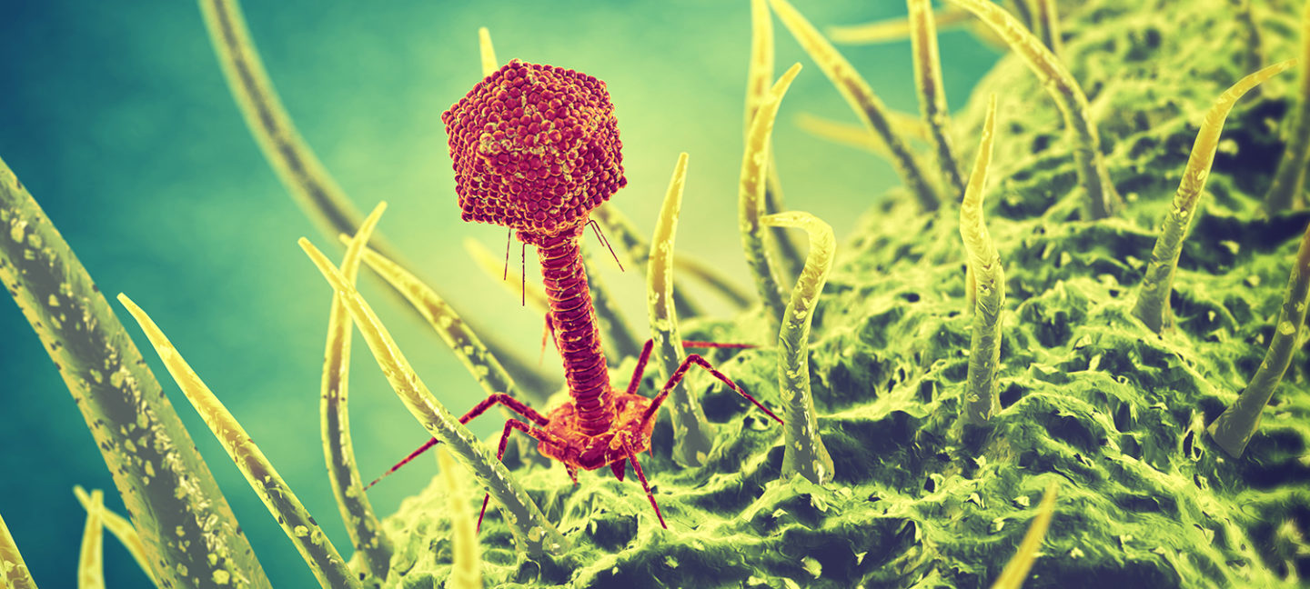 bacteriophage