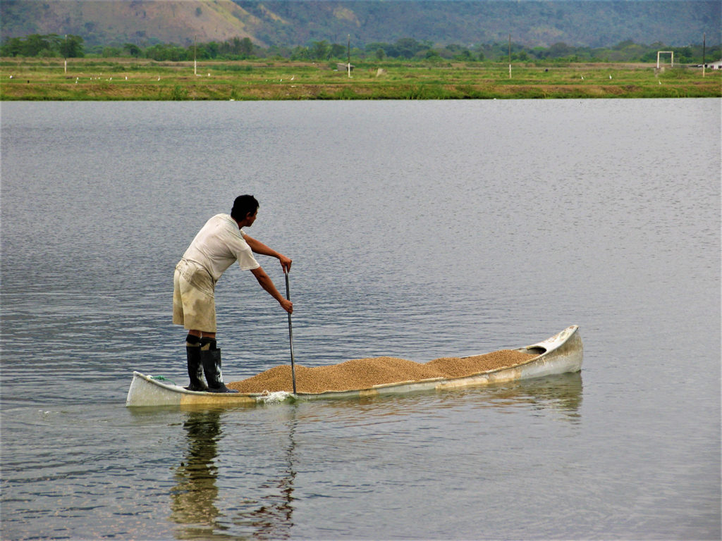 Article image for Enhanced biodiversity of gut flora, feed efficiency in Nile tilapia under reduced-frequency feeding