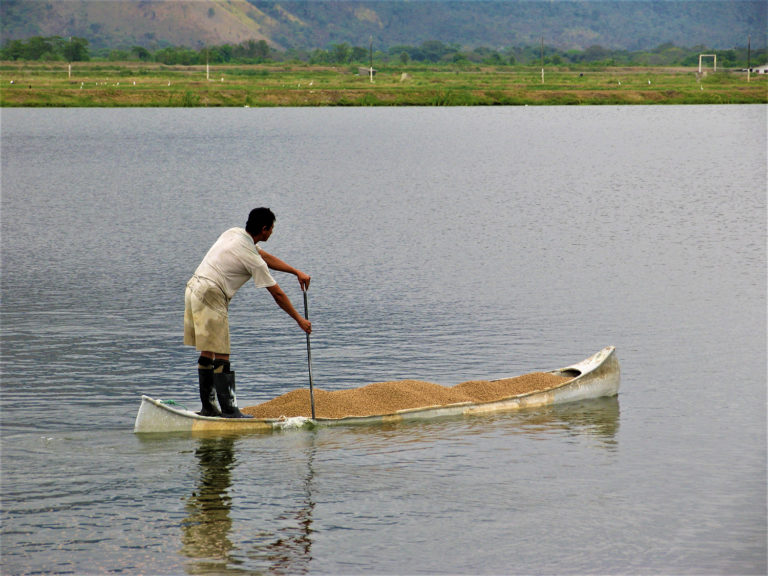 Article image for Enhanced biodiversity of gut flora, feed efficiency in Nile tilapia under reduced-frequency feeding