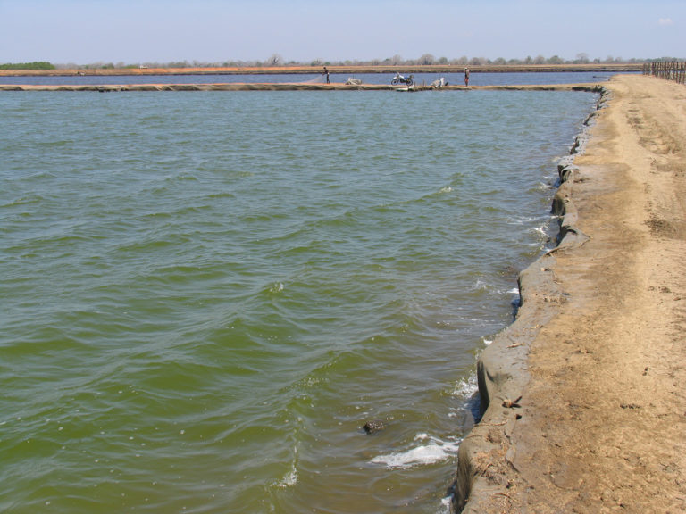 Article image for Dissolved and suspended solids in aquaculture systems