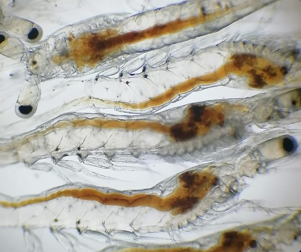 Article image for Impact on gut microbiota health in L. vannamei postlarvae after salinity reduction treatment