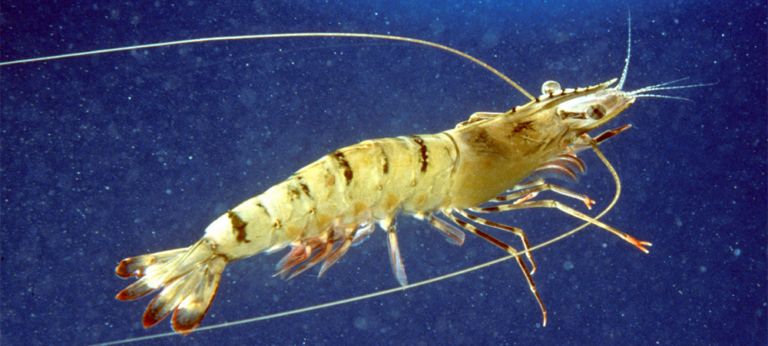 la diversidad familiar