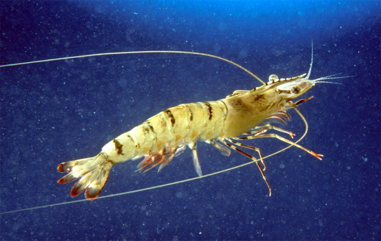 Article image for Considerations for maintaining family diversity in commercially mass-spawned penaeid shrimp