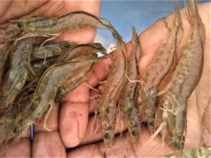 Frequent urination can be hazardous to health of farmed shrimp