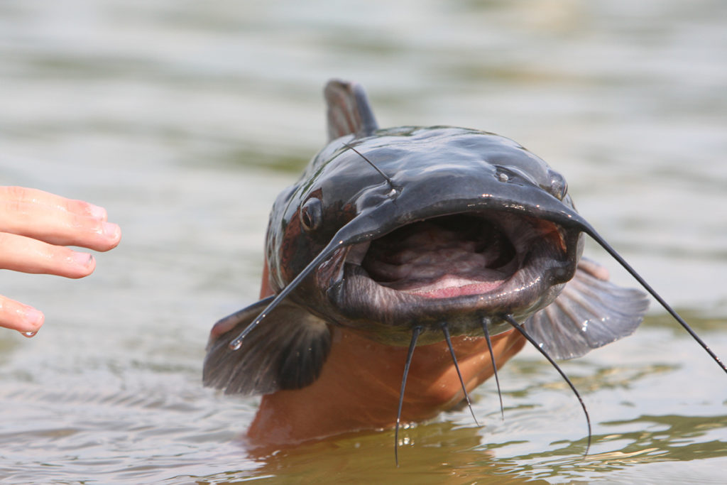 Article image for U.S. catfish industry seeking ‘tangential expertise’ to tackle off-flavors