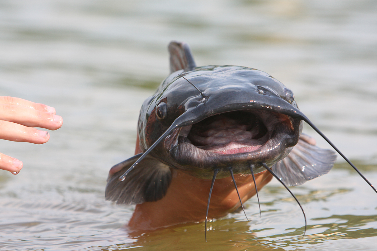 U.S. catfish industry seeking 'tangential expertise' to tackle of...
