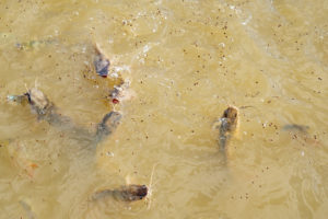 microplastics warning