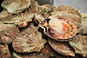 great scallop juveniles
